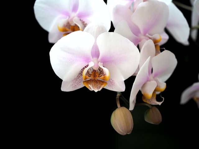 Dark Orchid