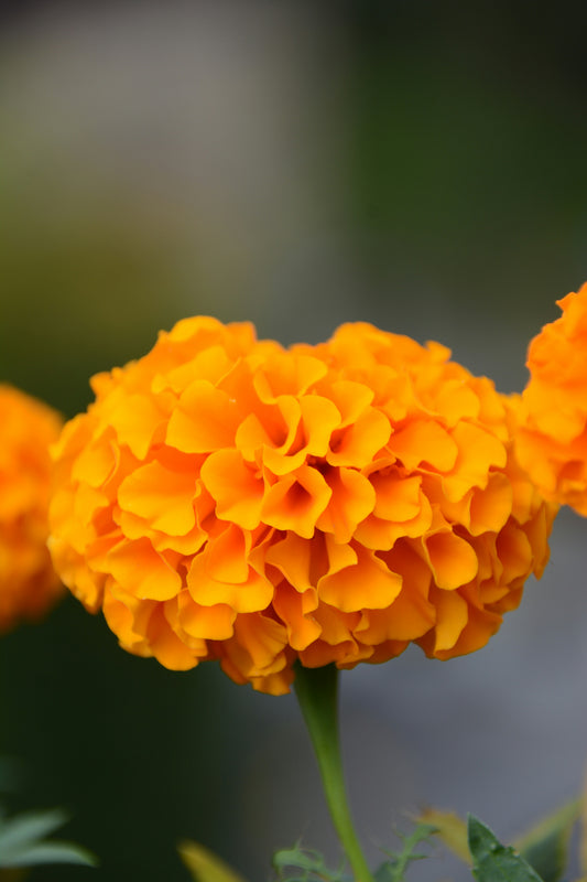 Geranium and Orange 