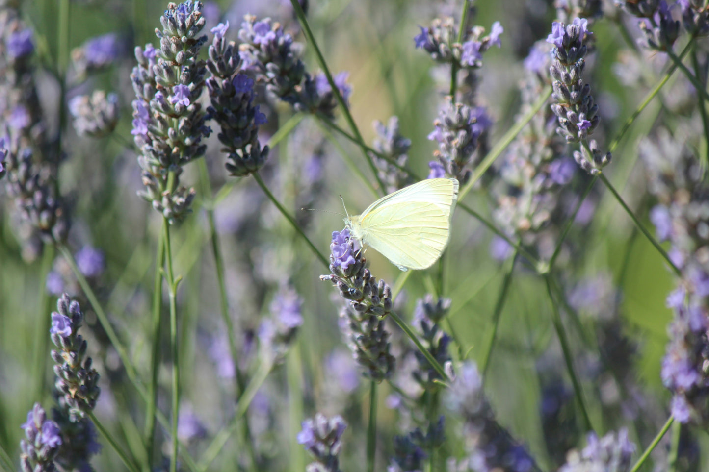 Lavender and Vanilla